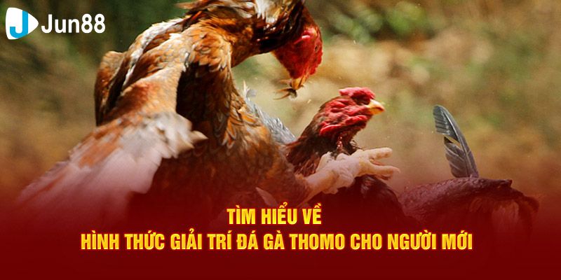 Giải thích sơ lược về đá gà giải Thomo là gì?