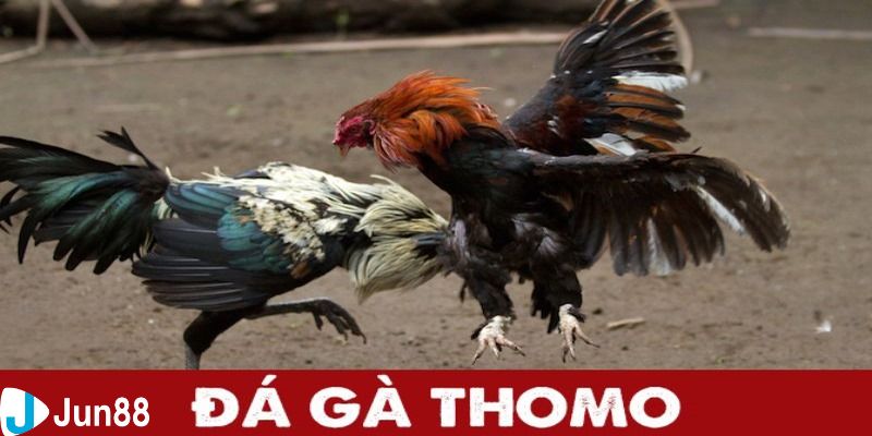 Diễn biến một trận đầy đủ của đá gà giải Thomo như thế nào?