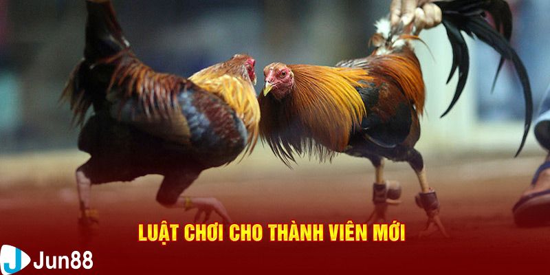 Những lưu ý quan trọng khi tham gia đá gà giải Thomo an toàn