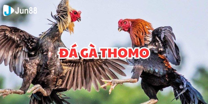 đá gà giải Thomo