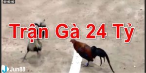 trận đá gà 24 tỷ